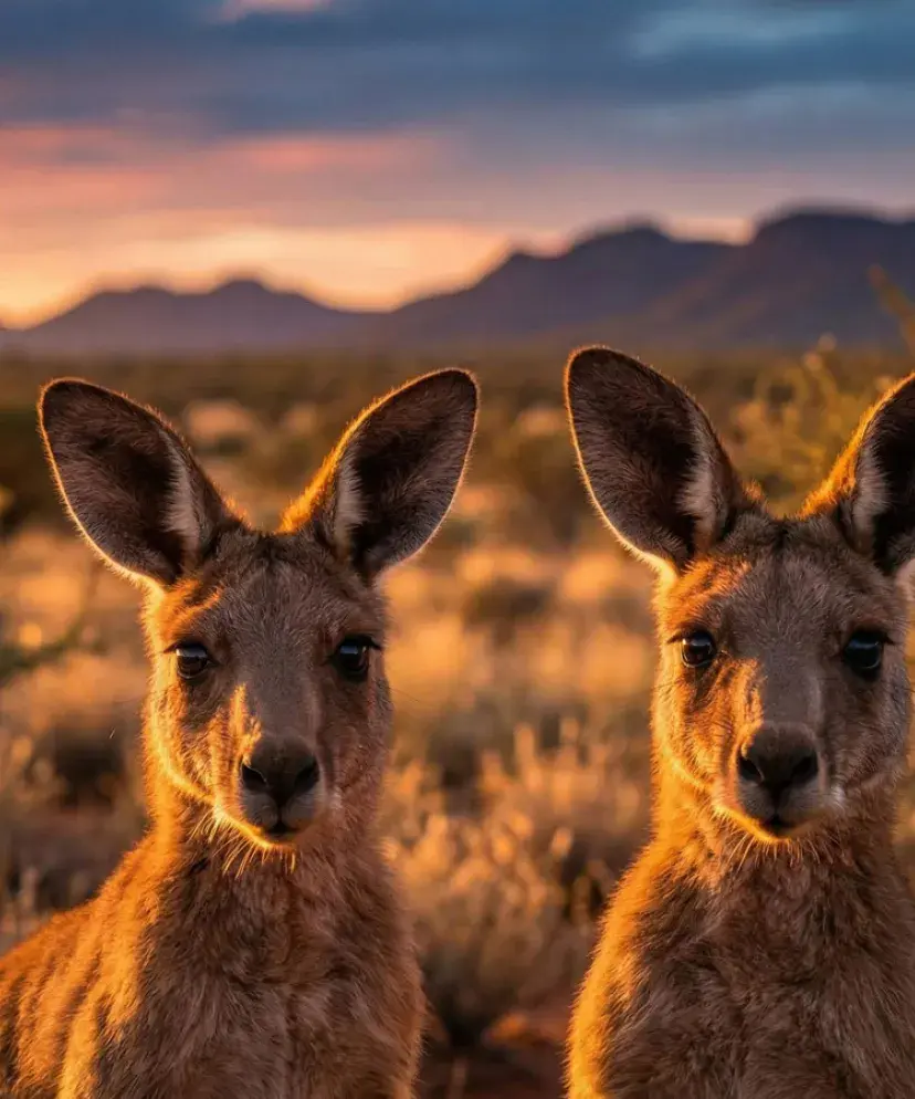 Deux kangourous avec un visuel tribal australien en arrière-plan, illustration de la Coupe du Monde de Rugby 2027 dans le cadre des packages VIP Sodexo Live! Hospitality.